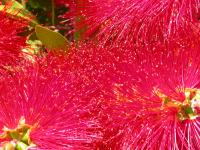 Flores Cor-de-Rosa